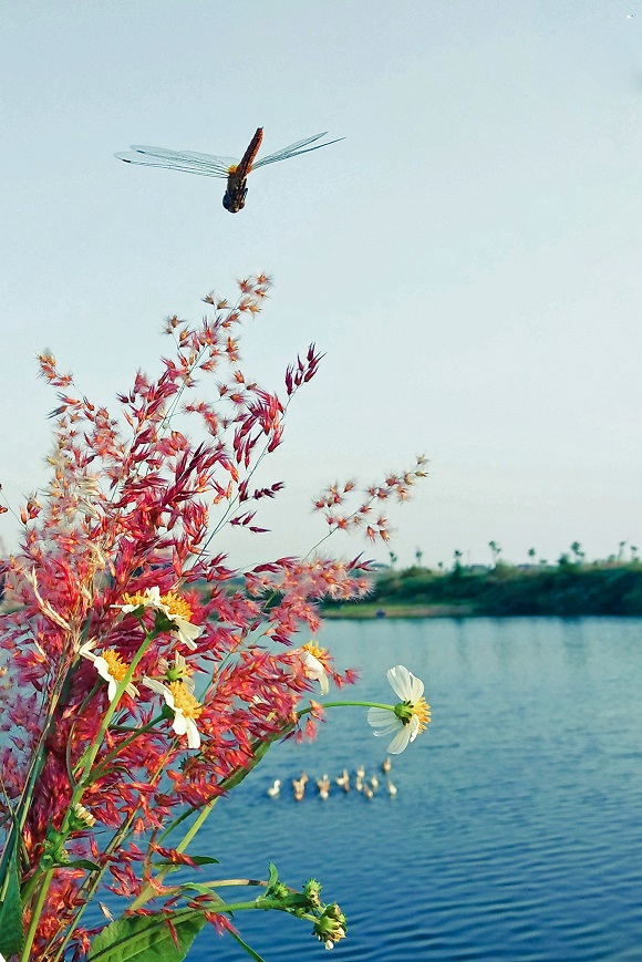 花與蜻蜓  北院區(qū)  血透室  楊蕾.jpg