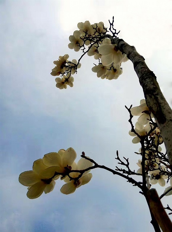 傲霜含香  北院區(qū)  皮膚科  馮瑩.jpg