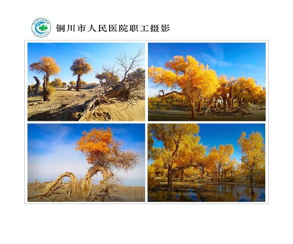 塞北胡楊  北院區  人事科  趙紅梅.jpg