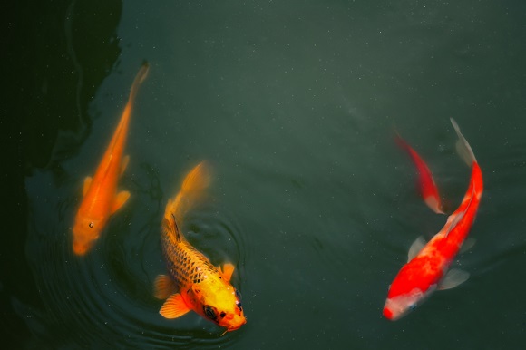 游魚  北院區  院辦  程西安.jpg