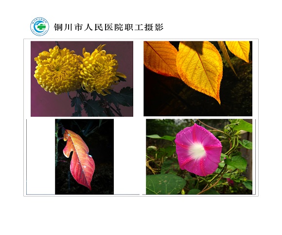 花與葉  北院區  質控科  張小軍.jpg