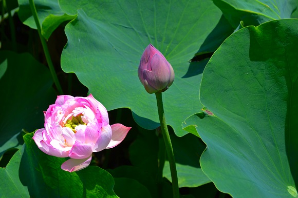 荷花情  南院區(qū)  質(zhì)控科  楊蕾.jpg