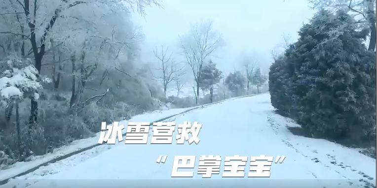 銅川廣播電視臺：冰雪營救 巴掌寶寶